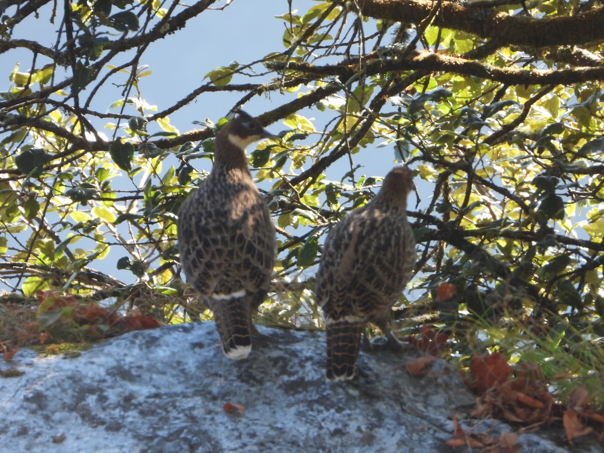 Himalaya Monalı - ML644834712