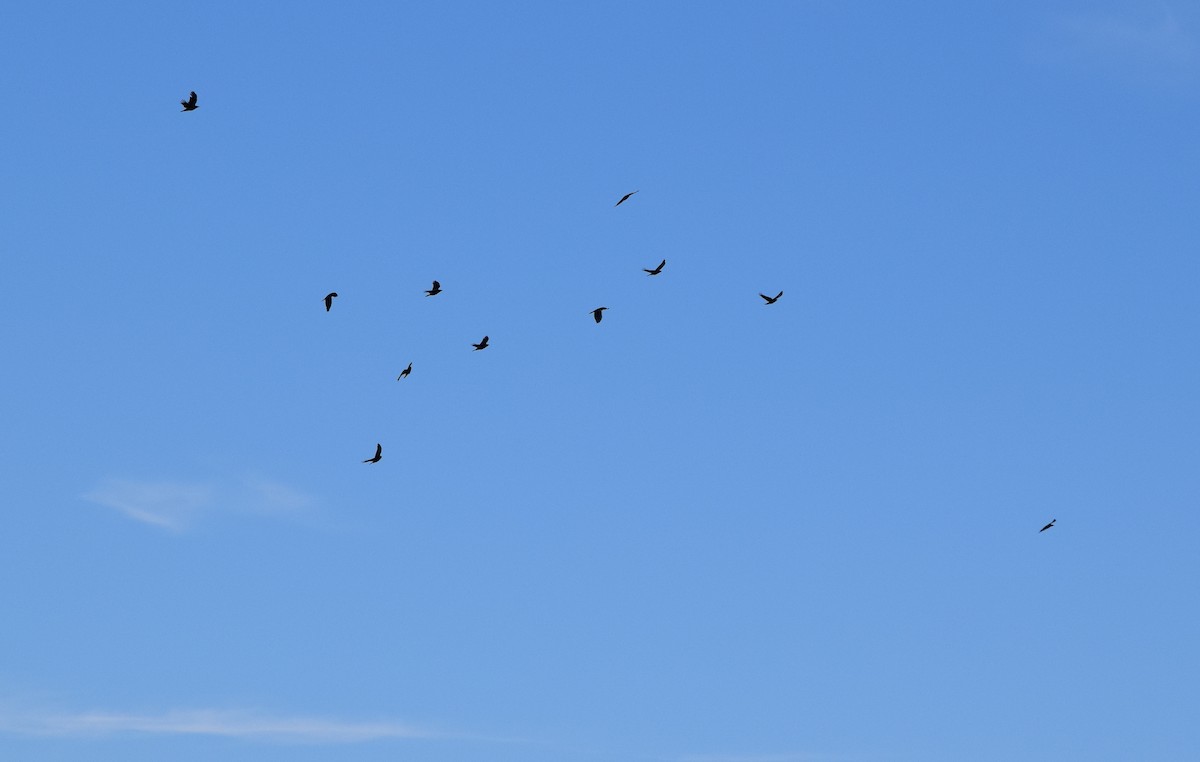 American Crow - ML644834717