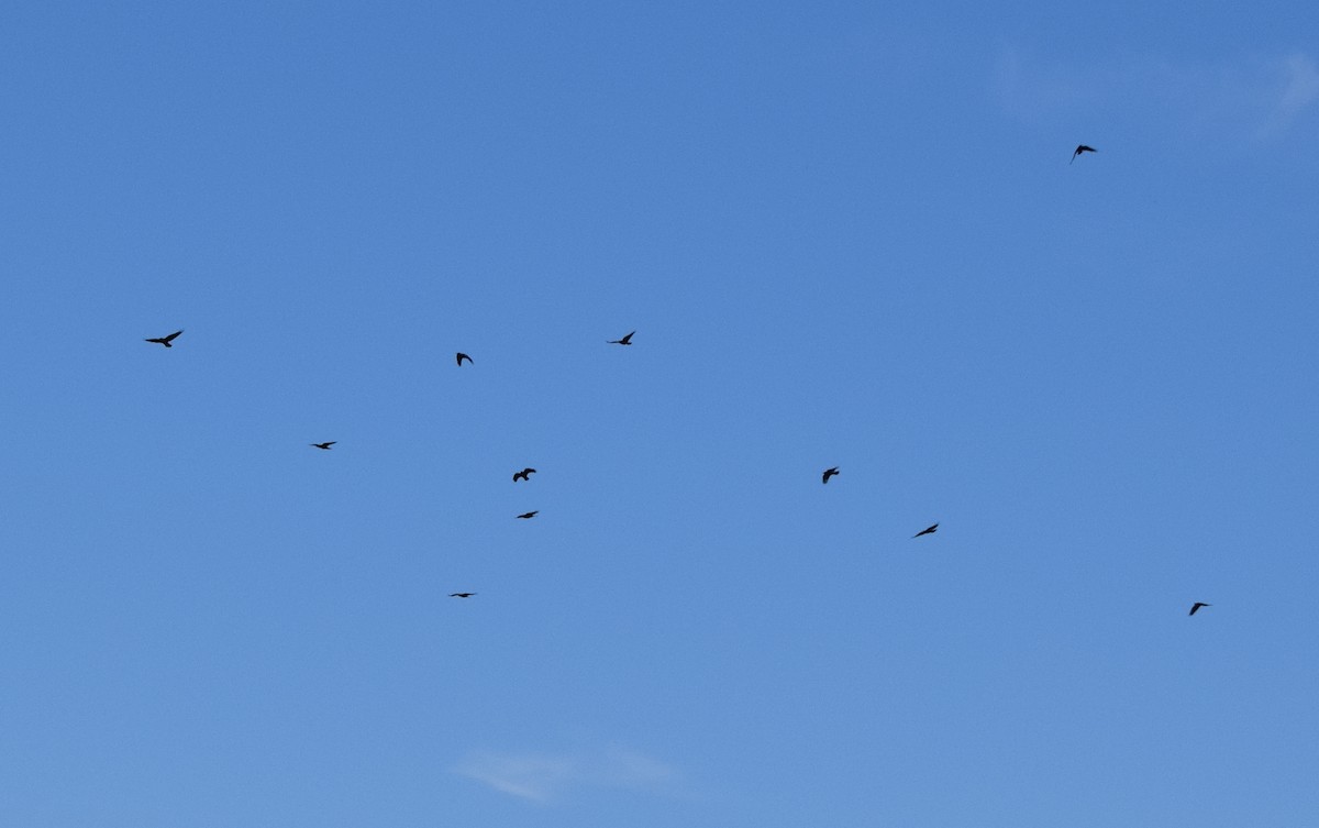 American Crow - ML644834721