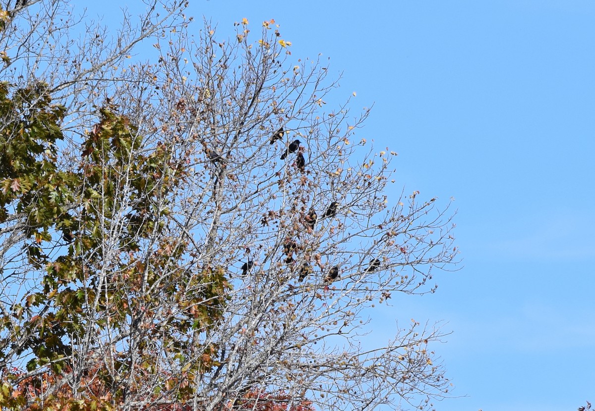 American Crow - ML644834722