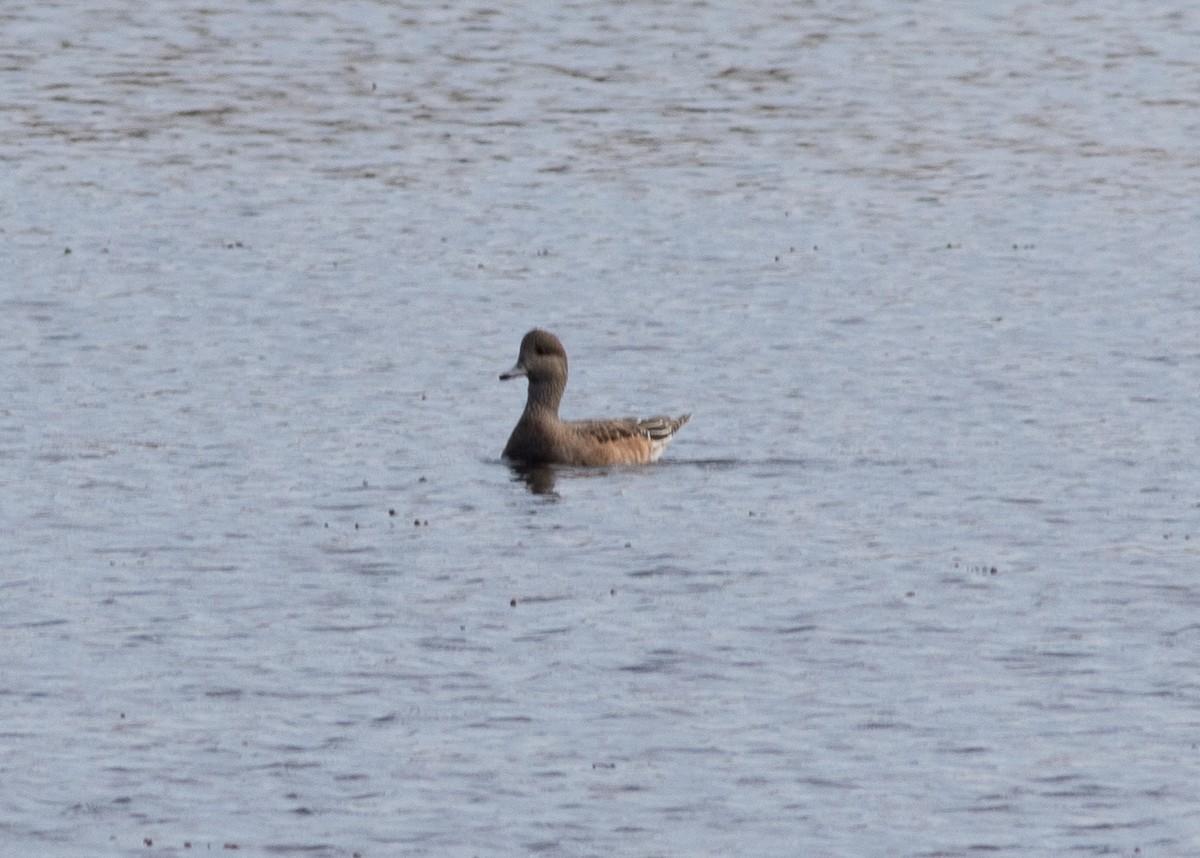 American Wigeon - ML644834723