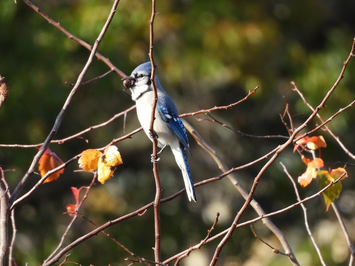 Blue Jay - ML644834724