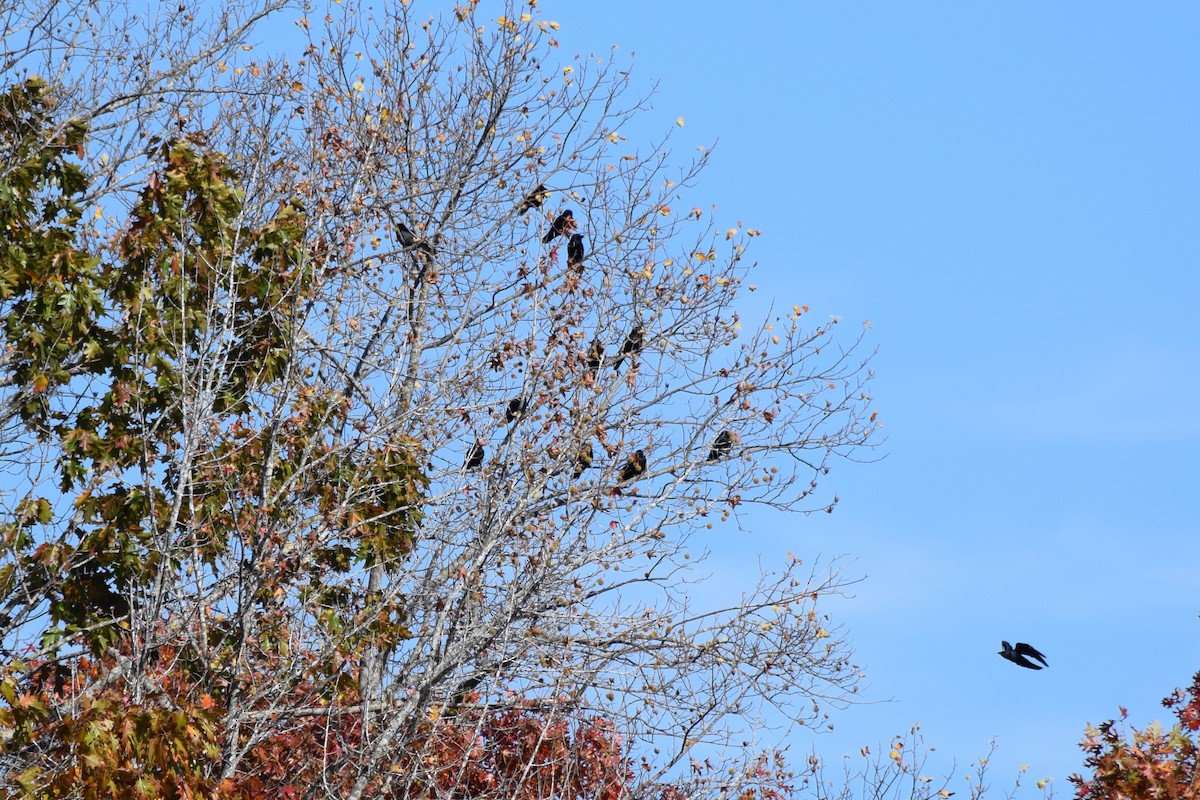 American Crow - ML644834726