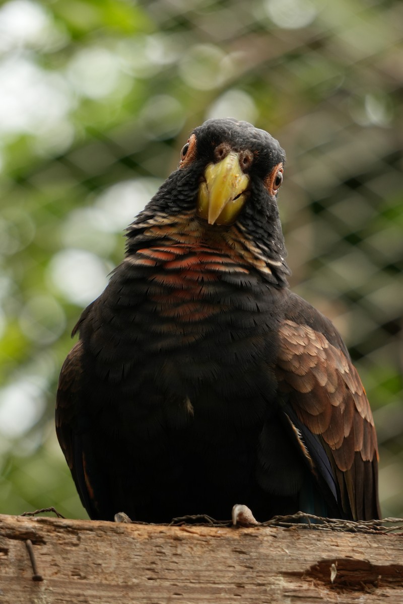 Bronze-winged Parrot - ML644834727
