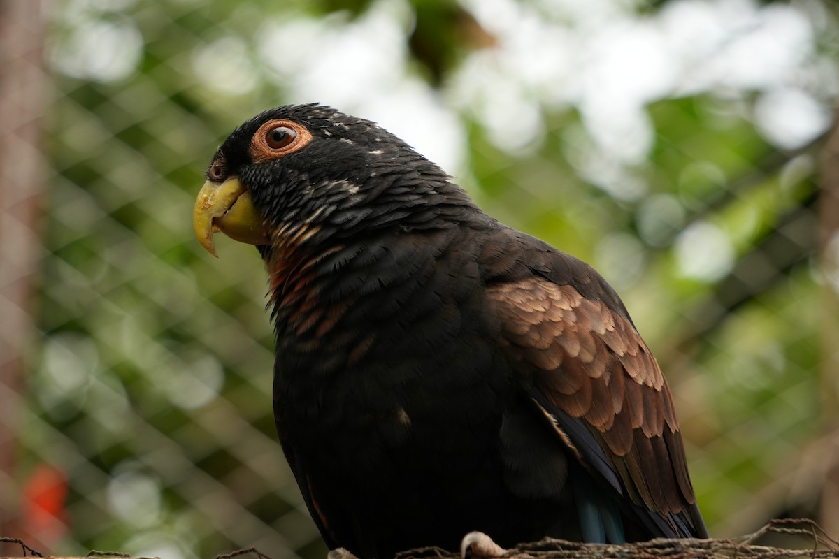 Bronze-winged Parrot - ML644834728