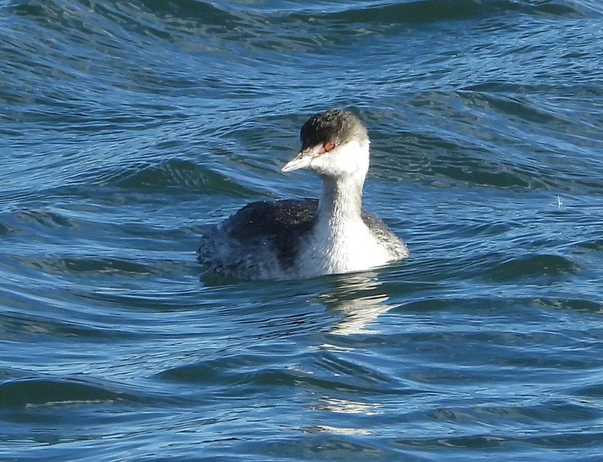 Txilinporta urrebelarria - ML644834734