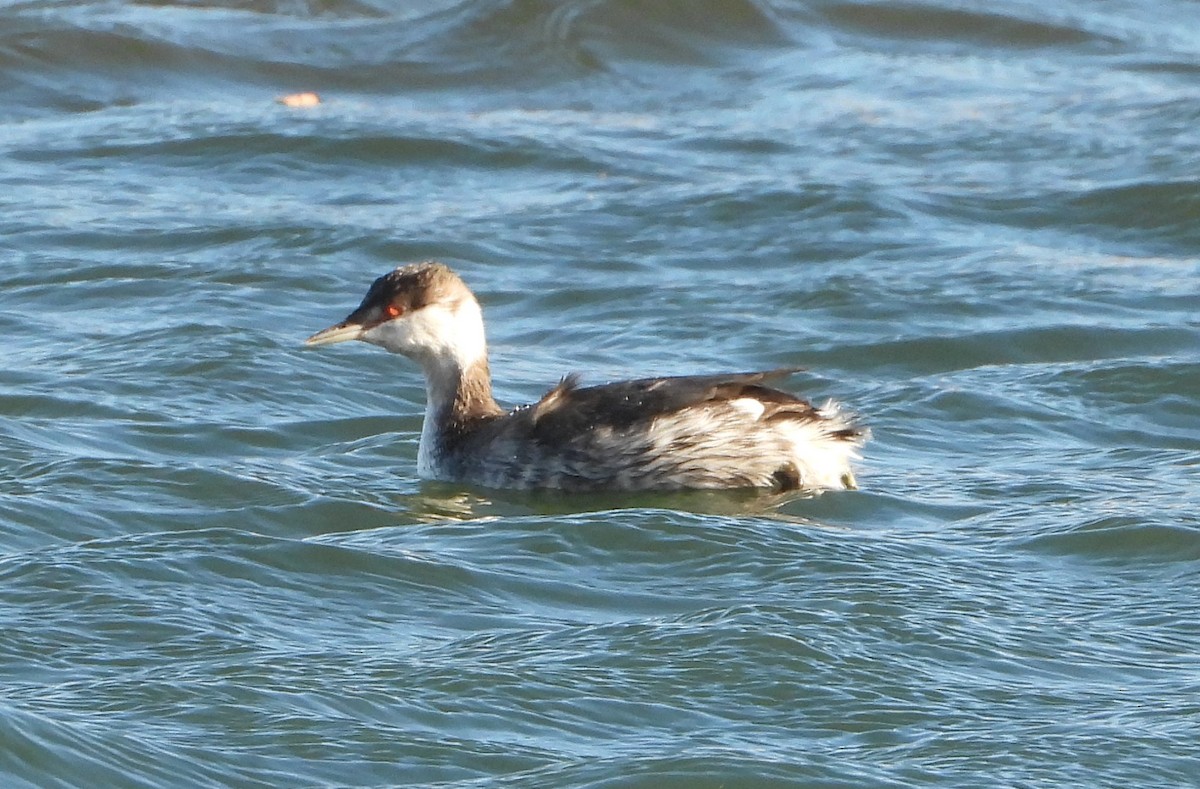 Txilinporta urrebelarria - ML644834735