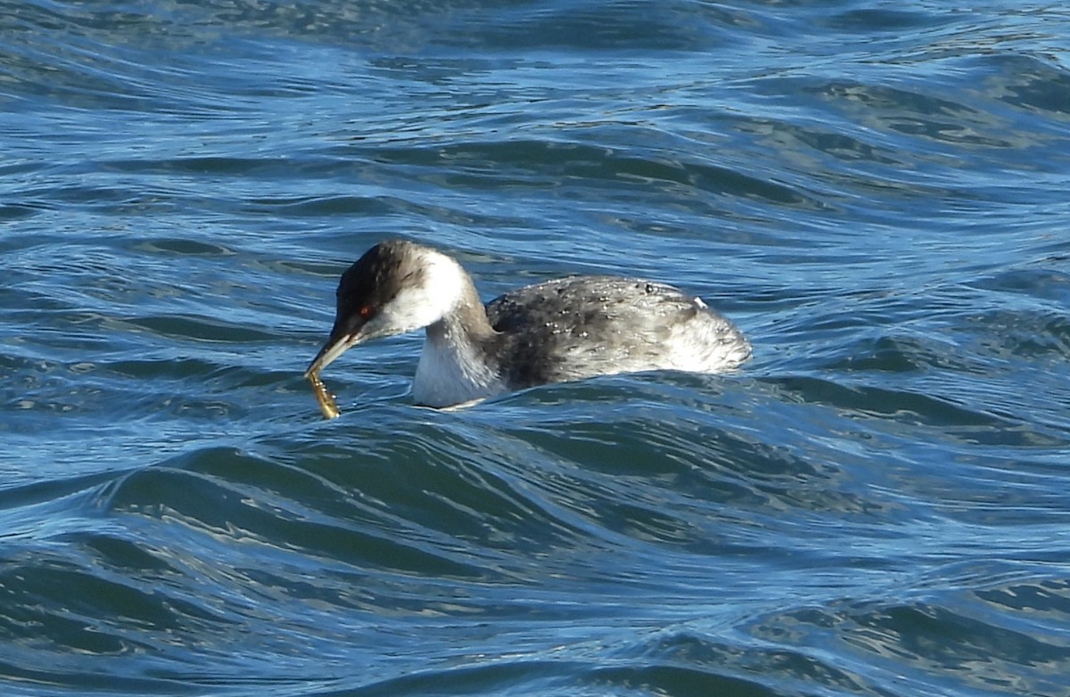 Txilinporta urrebelarria - ML644834736