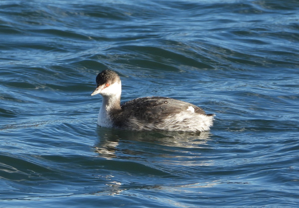 Txilinporta urrebelarria - ML644834737