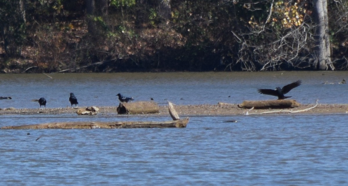 American Crow - ML644834743