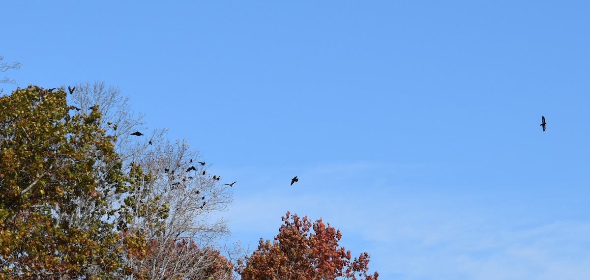 American Crow - ML644834744