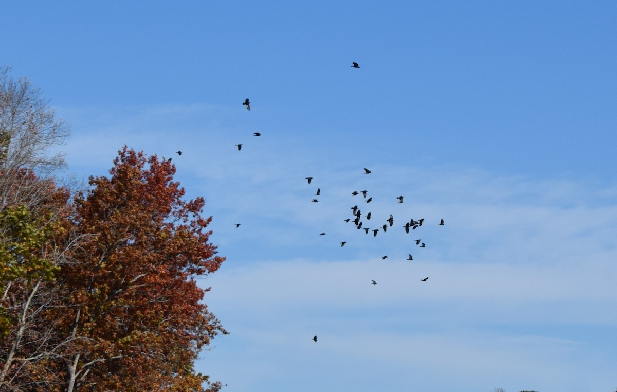 American Crow - ML644834748