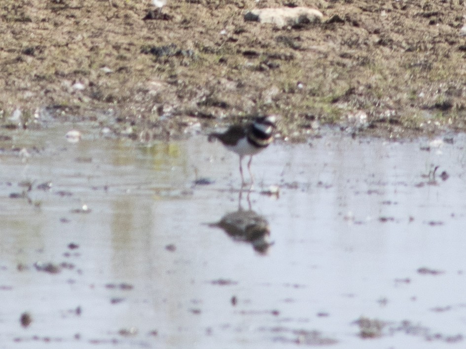 Killdeer - ML644834749