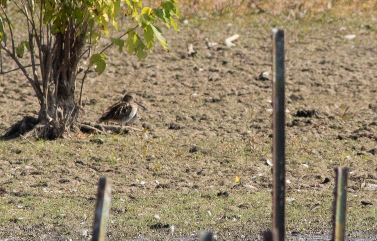 Wilson's Snipe - ML644834752