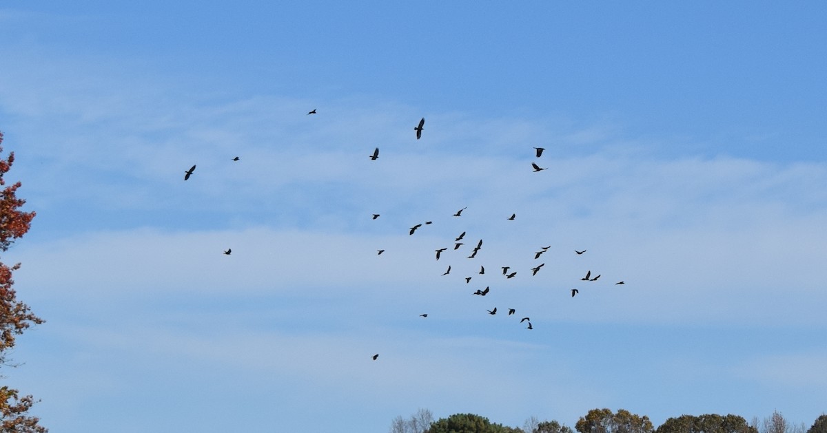 American Crow - ML644834759