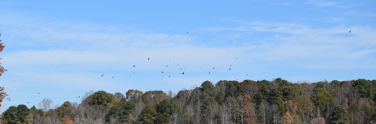 American Crow - ML644834760