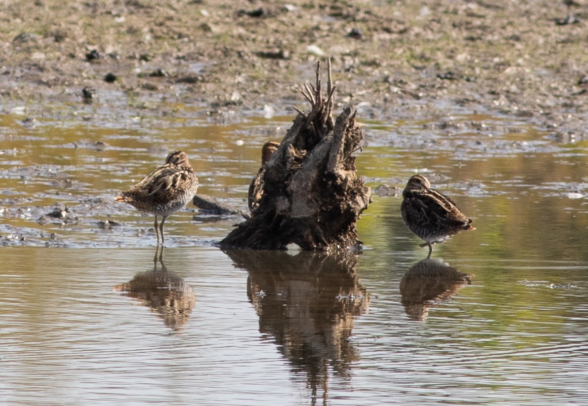 Wilson's Snipe - ML644834762