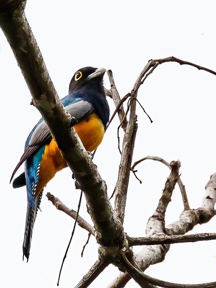 Mor Trogon - ML644834764