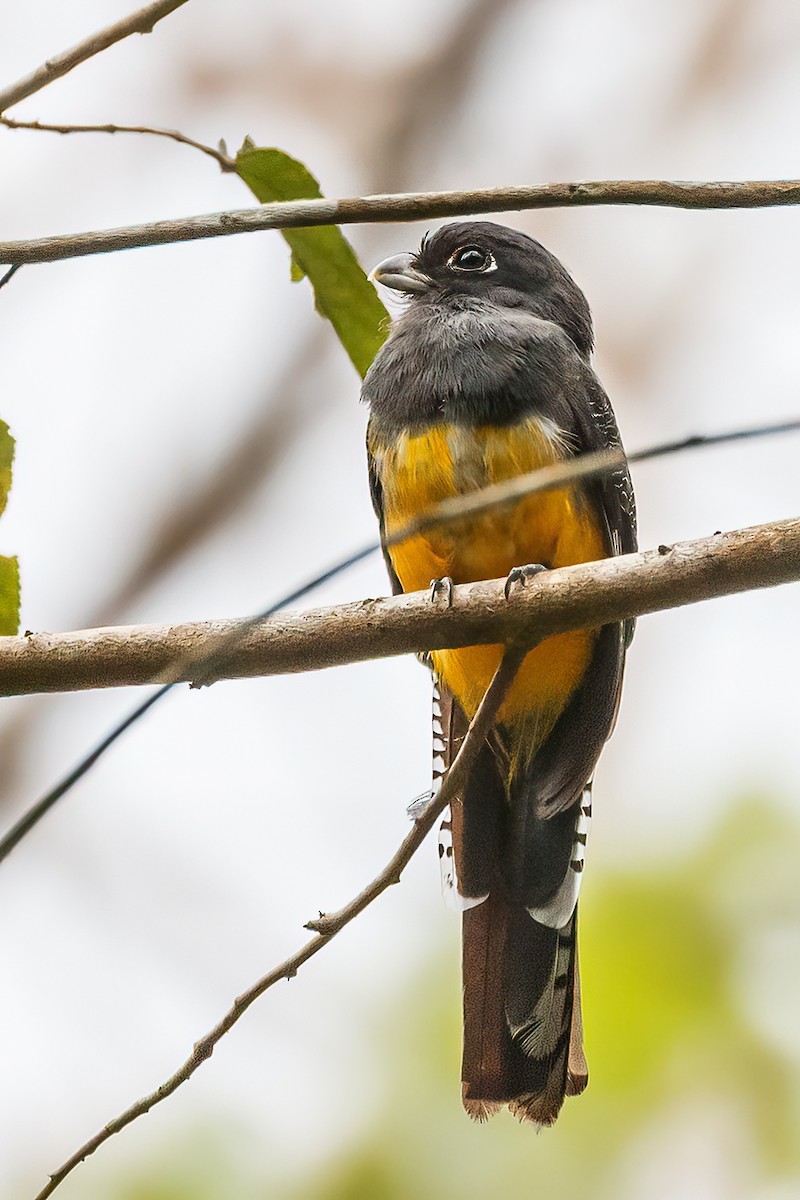 Mor Trogon - ML644834765