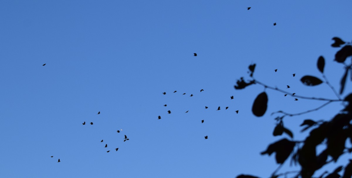 American Crow - ML644834768