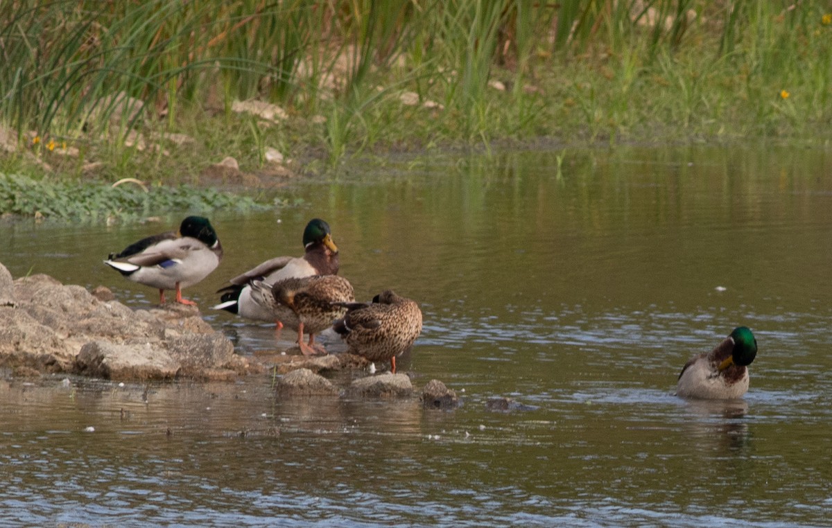 Mallard - ML644834770