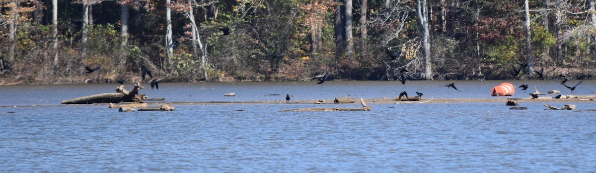 American Crow - ML644834777