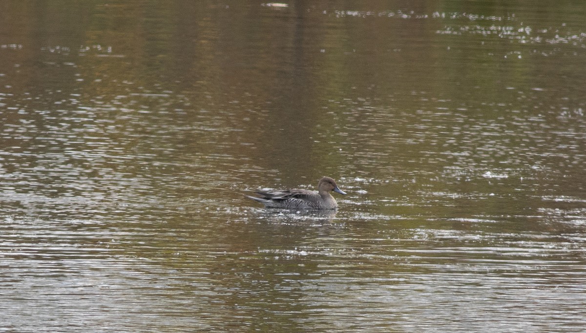 Northern Pintail - ML644834779