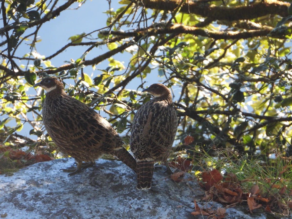 Himalaya Monalı - ML644834781