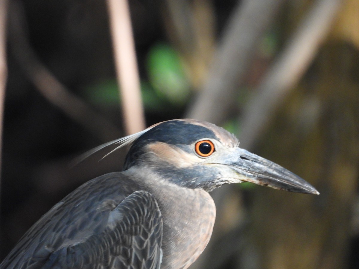 kvakoš žlutočelý - ML644834785