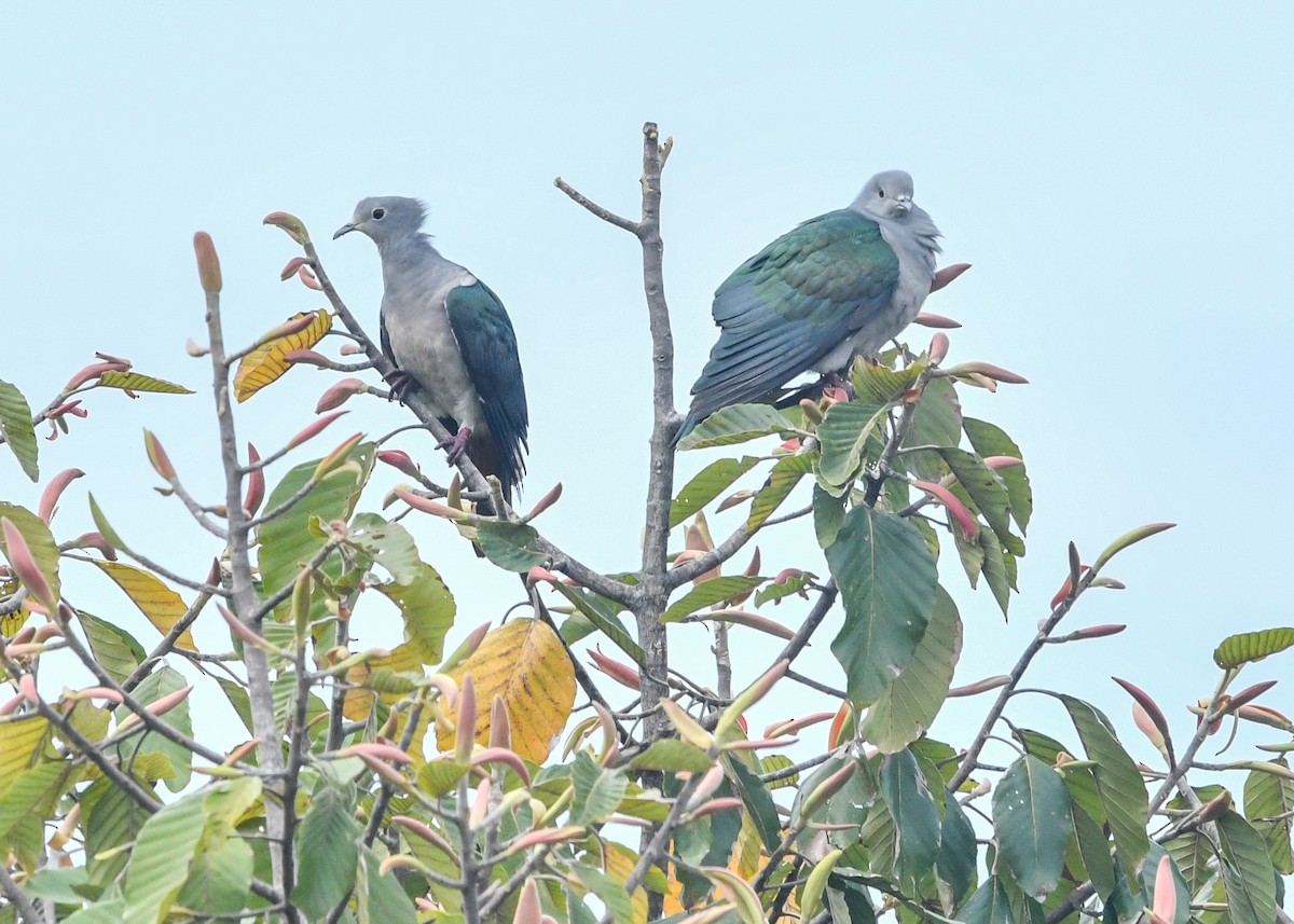 Бронзовый плодовый голубь - ML644834799