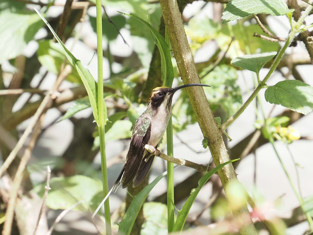 Scale-throated Hermit - ML644834806