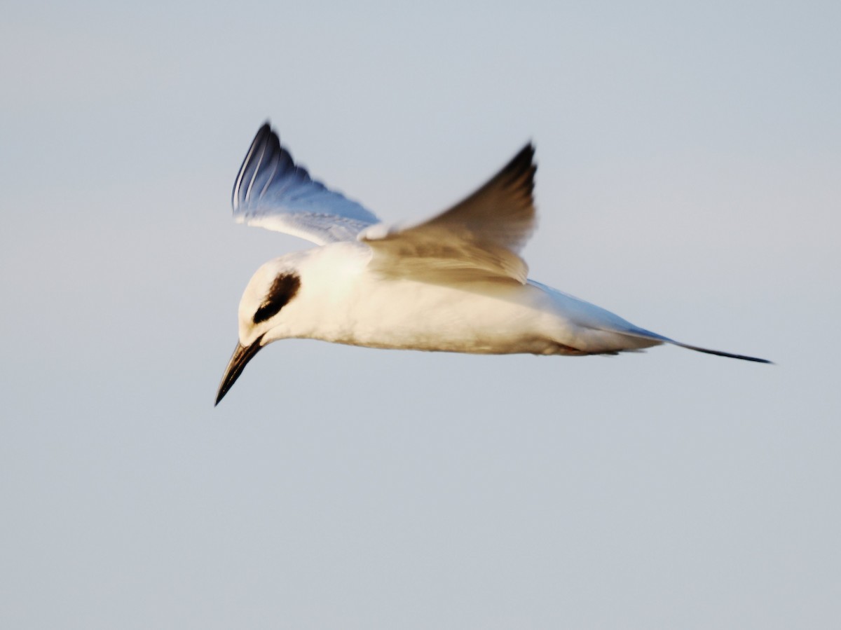 Forster's Tern - ML644834807