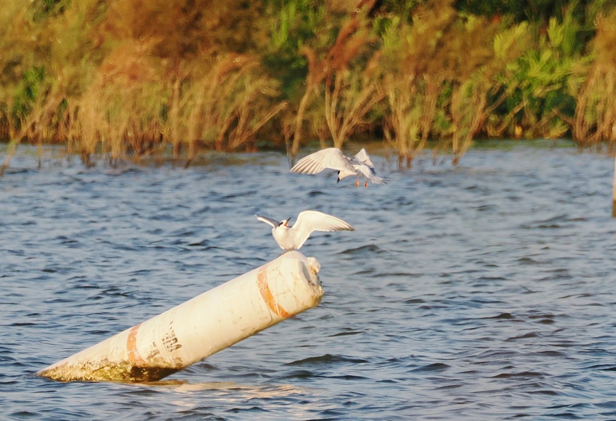 Forster's Tern - ML644834808