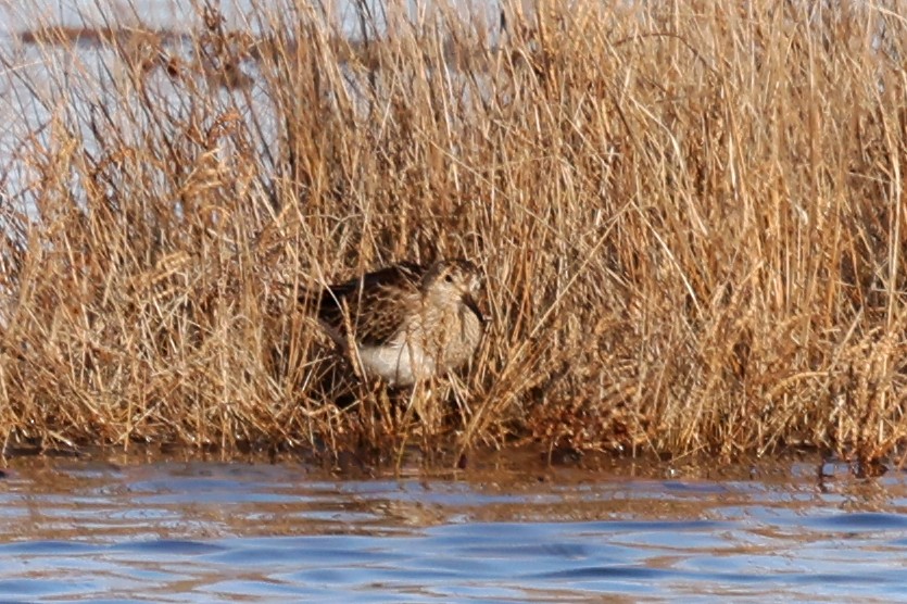 Txirri pektorala - ML644834809