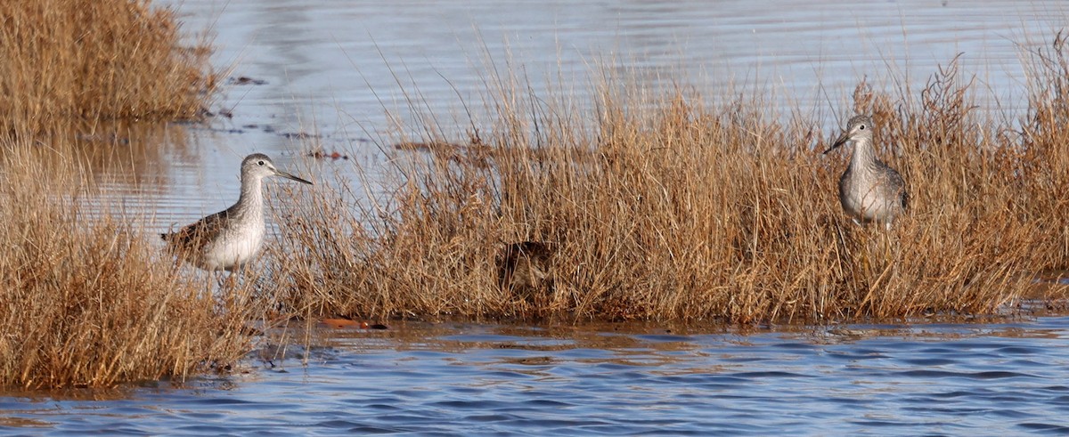 Kuliska hankahori handia - ML644834810