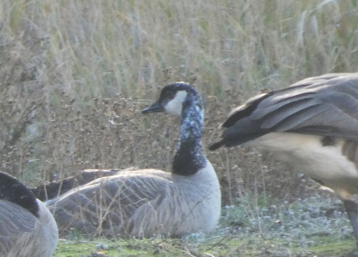Canada Goose - ML644834829
