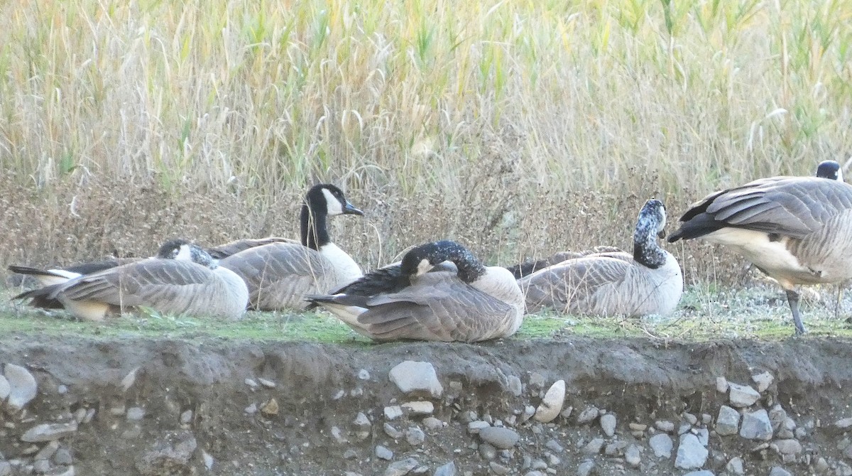 Canada Goose - ML644834831