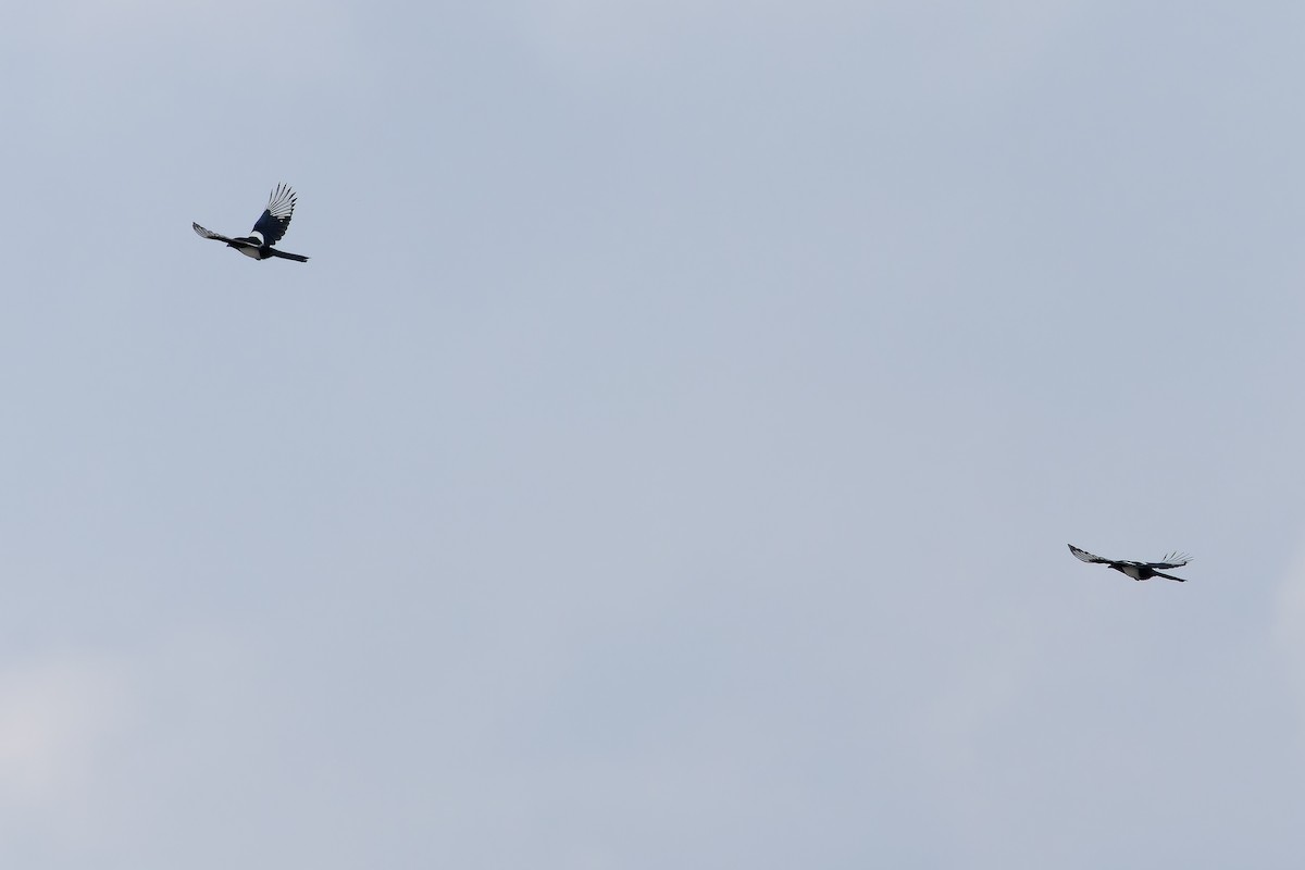 ヒマラヤカササギ - ML644834837