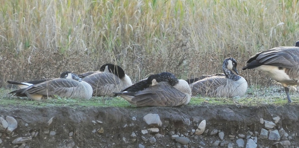 Canada Goose - ML644834853
