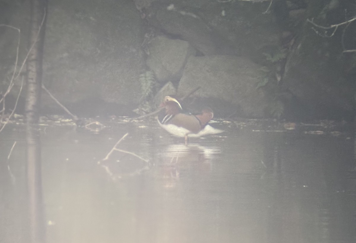 鴛鴦 - ML644834855