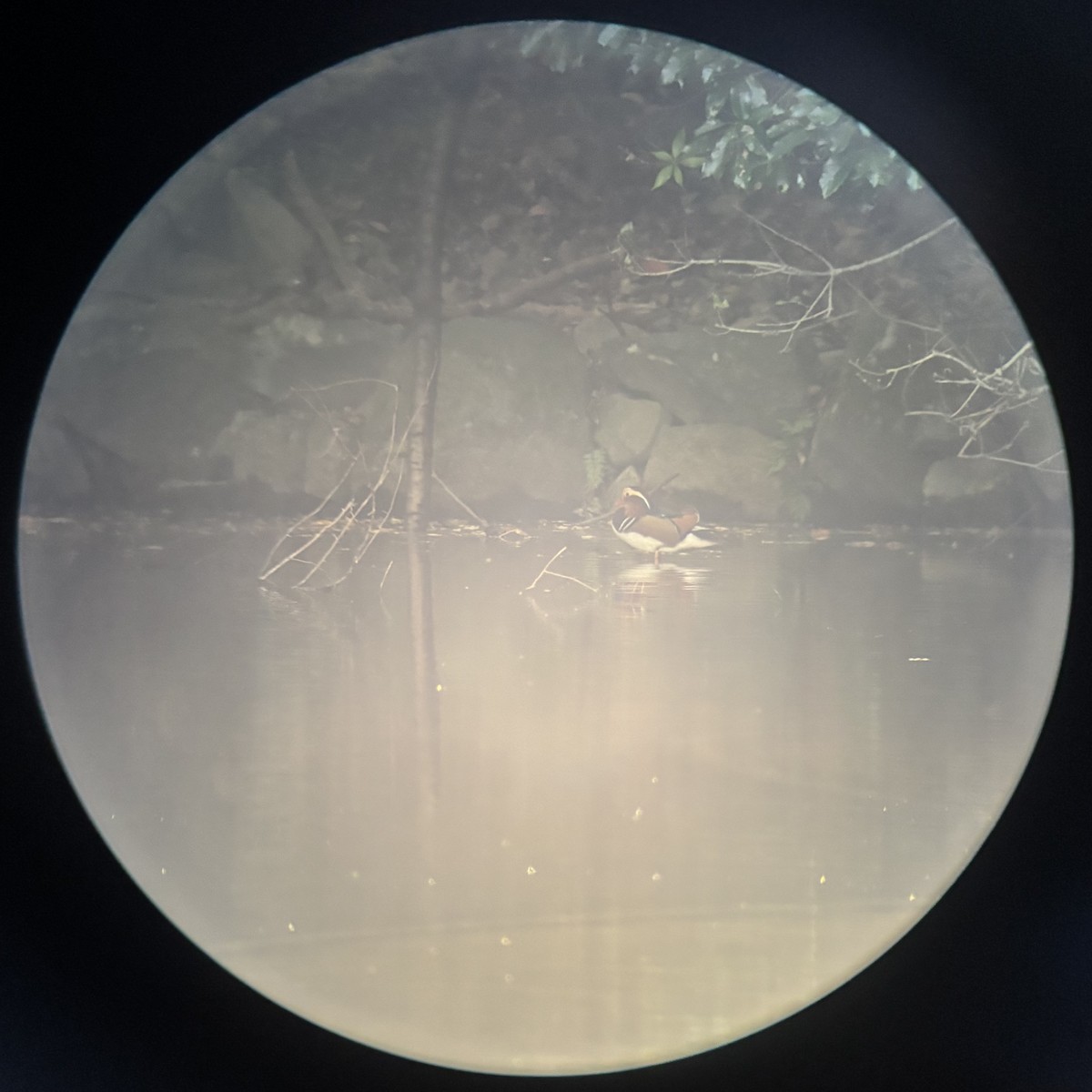 鴛鴦 - ML644834856