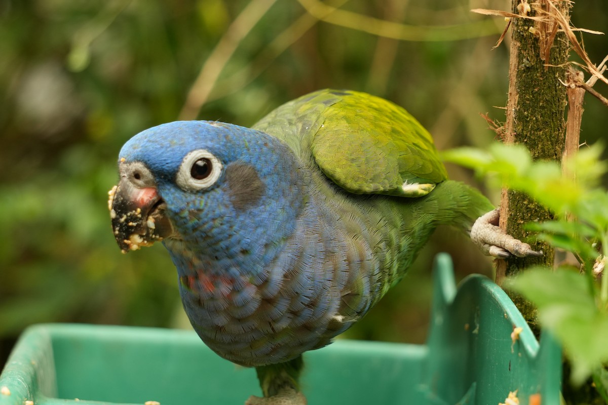 Blue-headed Parrot - ML644834876