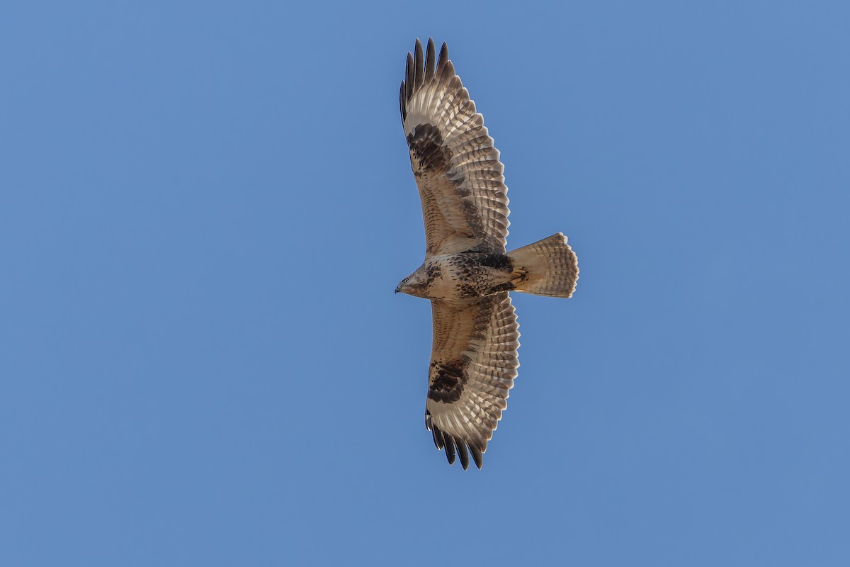 Busardo Mongol - ML644834938