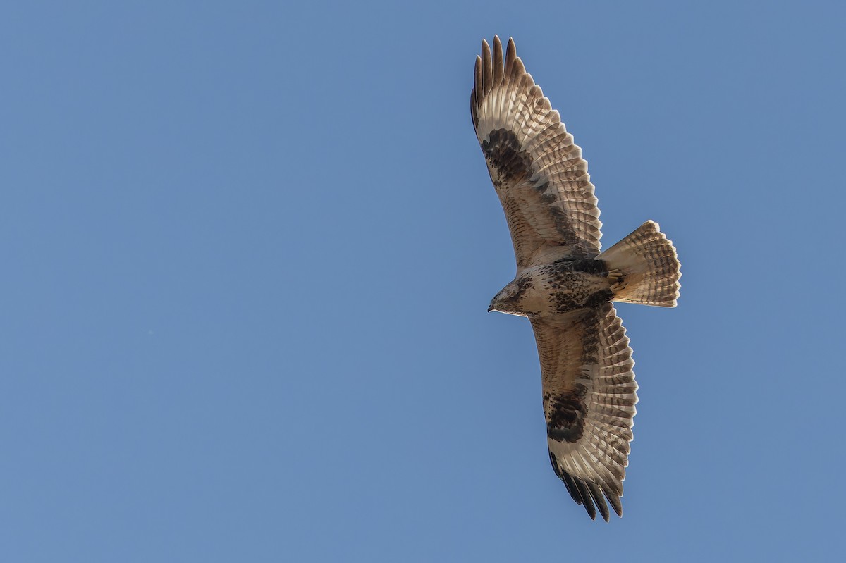 Busardo Mongol - ML644834941