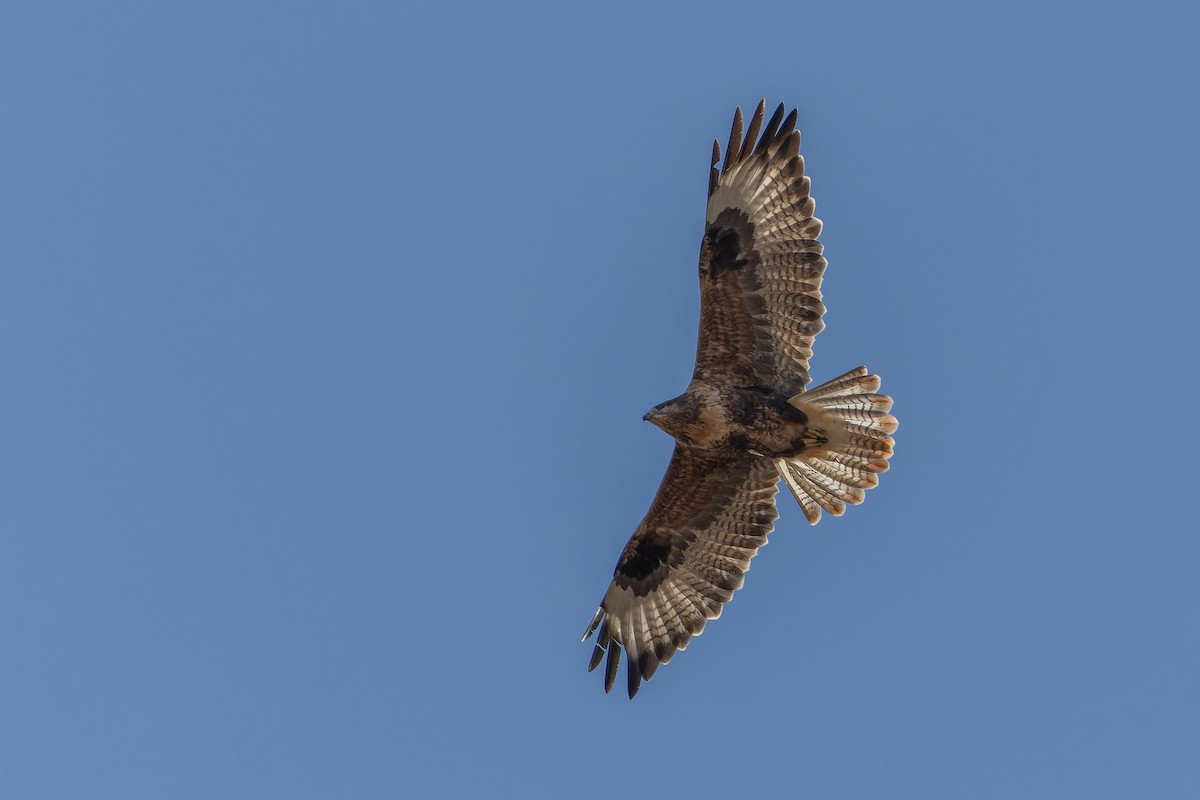 Busardo Mongol - ML644834942