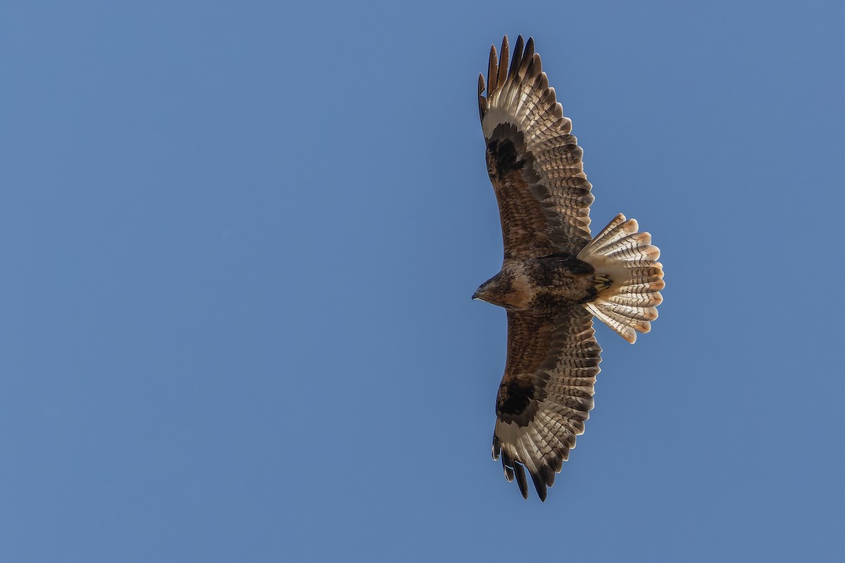 Busardo Mongol - ML644834943