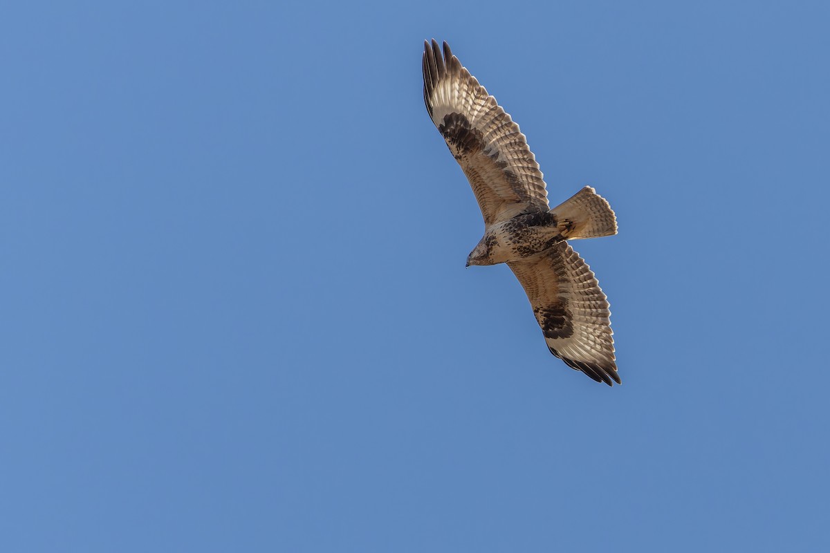 Busardo Mongol - ML644834945