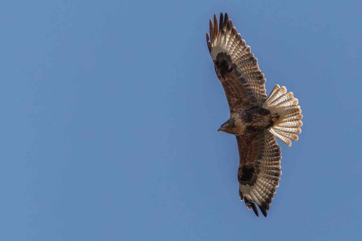 Busardo Mongol - ML644834946