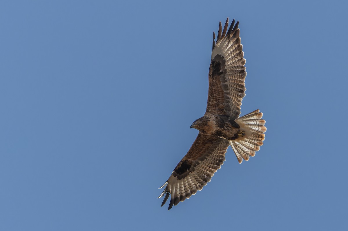 Busardo Mongol - ML644834947