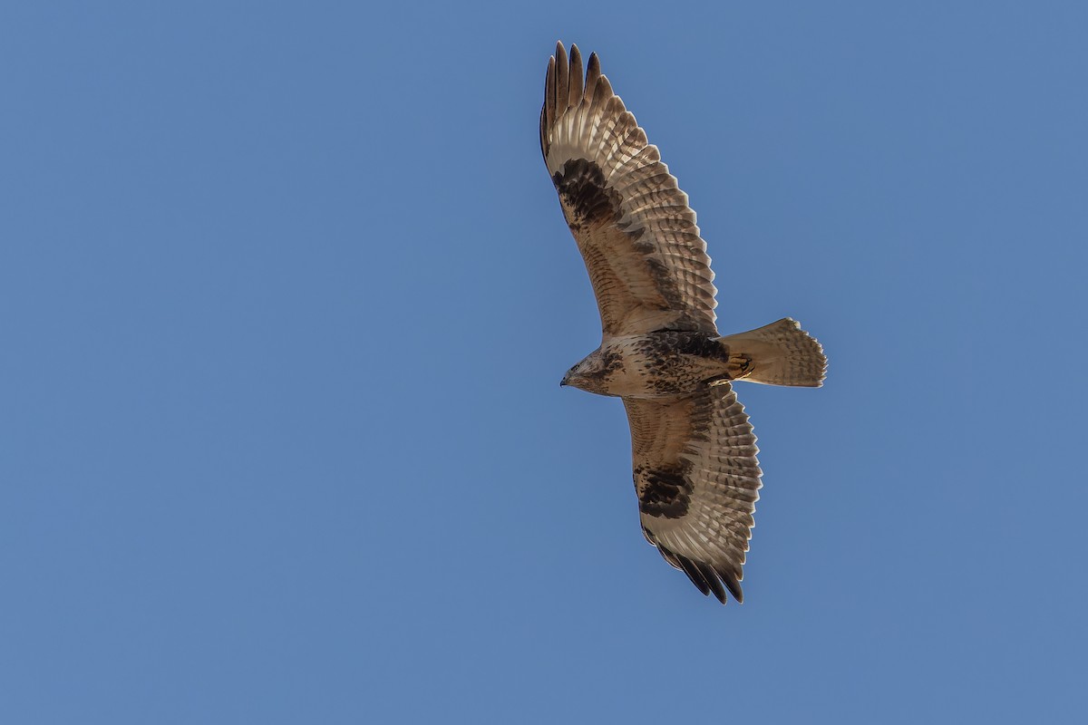 Busardo Mongol - ML644834948